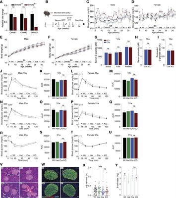 Ormdl3 regulation of specific ceramides is dispensable for mouse β-cell function and glucose homeostasis under obesogenic conditions